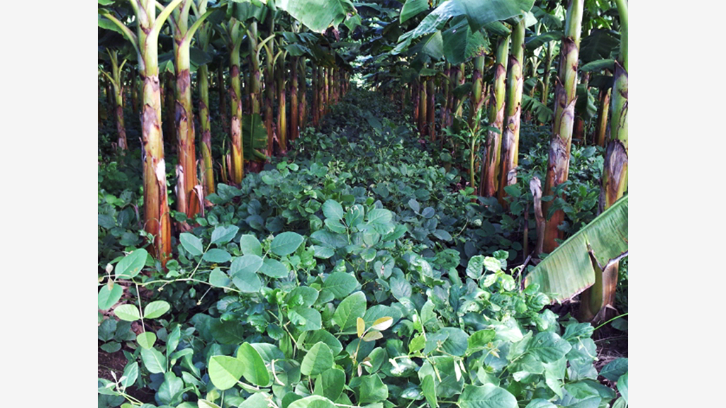 2012. Agro Tropical integra cobertora Canavalia al cultivo de plátano.