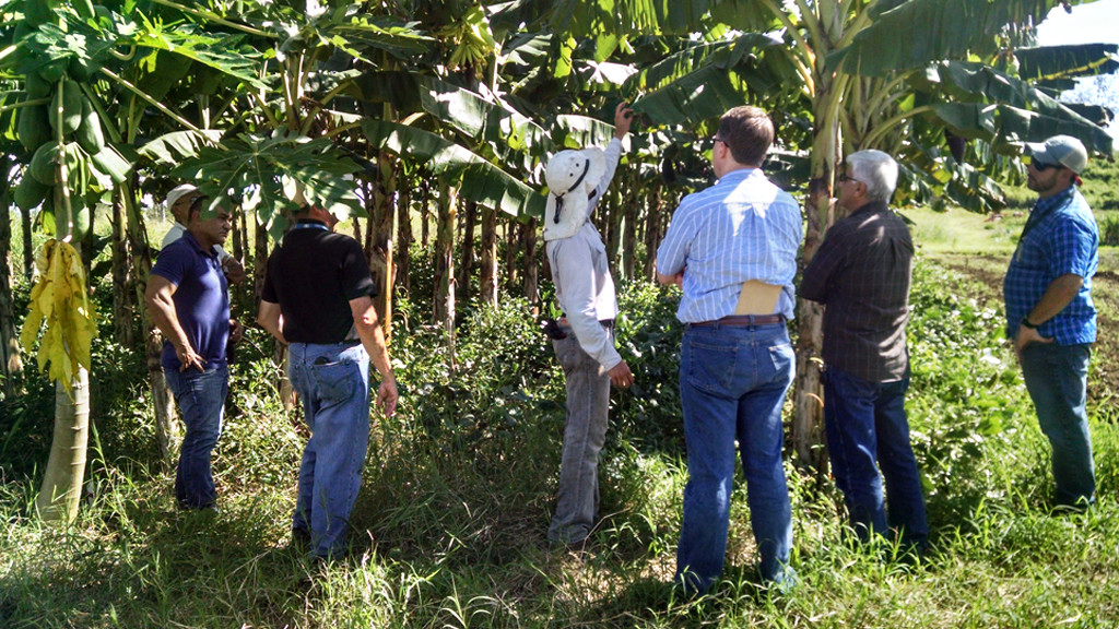 2015. Duamed explica los beneficios de las plantas cobertoras en el cultivo de plátano.