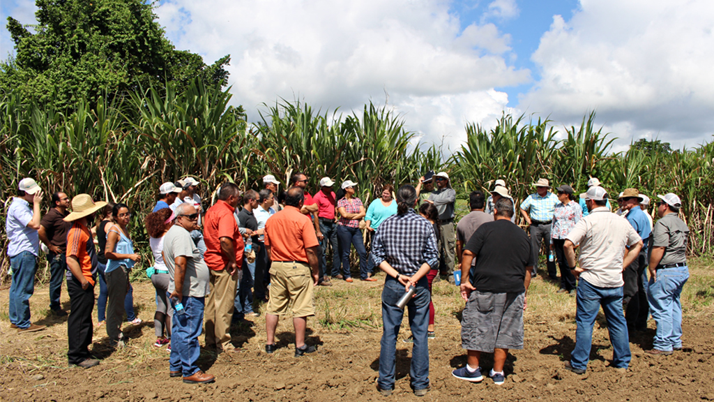 2016. Agro Tropical ofrece recorrido, por los predios de su producción, a invitados de NRCS.